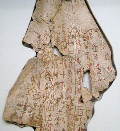 Ox scapula oracle bone with inscribed characters, late Shang dynasty, ca 1200 BCE (Wikimedia commons)