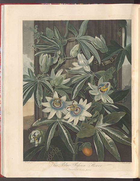 Blue Passion Flower, hand-colored and color-printed engraving by James Caldwall, 1800, after painting by Philip Reinagle, in The Temple of Flora, by Robert Thornton, 1807 (Linda Hall Library)