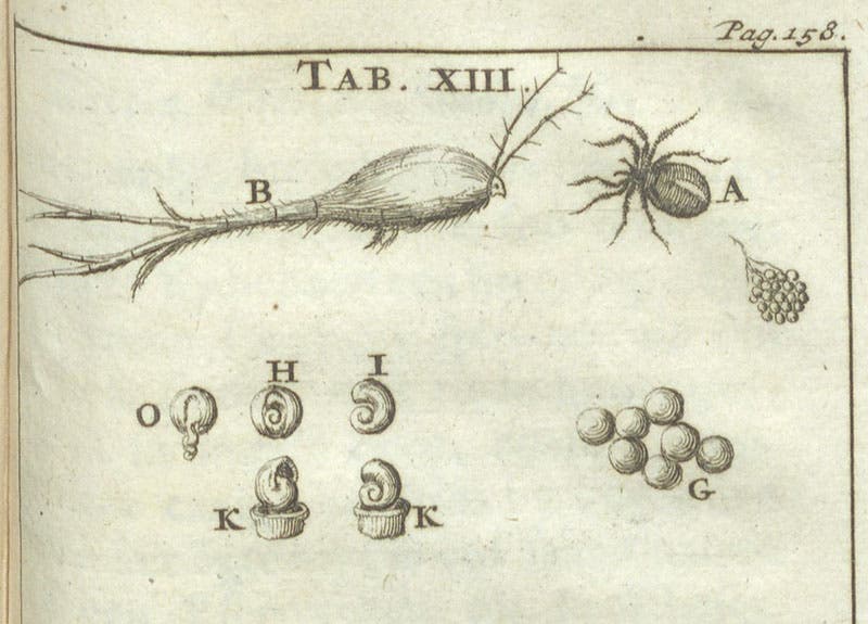 A copepod, fig. B, genera Cyclops, detail of seventh image, engraving in Schou-burg der rupsen, wormen, máden, en vliegende dierkens, Stephan Blankaart, plate 13, 1688 (Linda Hall Library)