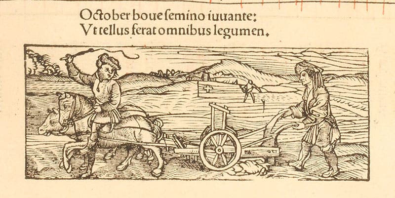Plowing for winter wheat, detail of the woodcut tailpiece for the month of October, Johannes Stöffler, Calendarium Romanum magnum, 1518 (Linda Hall Library)
