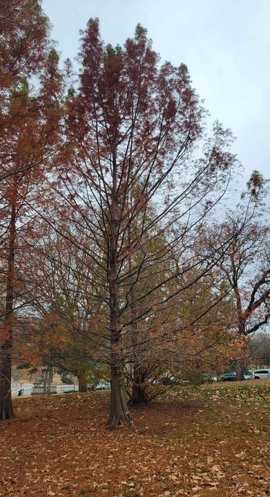 Baldcypress fall