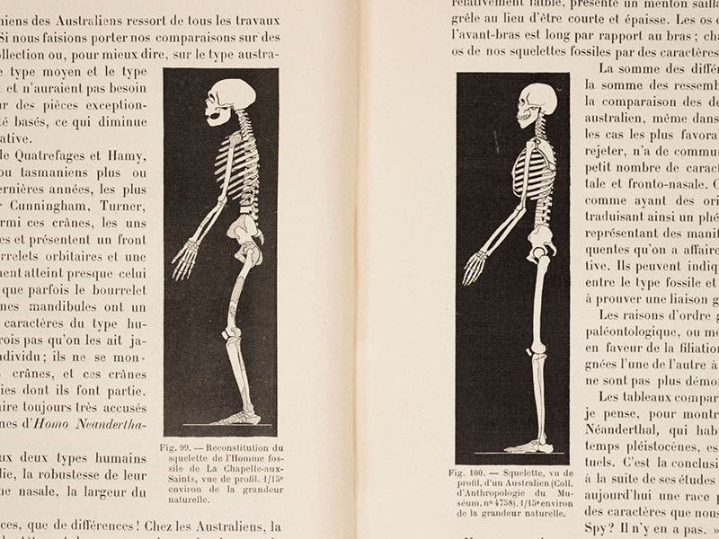 Reconstructions of the postures of the La Chapelle-aux-Saints Neanderthal (left) and an aboriginal Australian, in “L’Homme fossile de La Chapelle-aux-Saints,” by Marcellin Boule, Annales de Paleontologie, vol. 8, 1913 (Linda Hall Library)