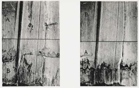 Photographs of two fired bullets, one from a crime scene, the other from a test firing. A comparison microscope enables an investigator to match striations in bullets. Image source: Burrard, Gerald. The Identification of Firearms and Forensic Ballistics. Herbert Jenkins, 1951. View Source