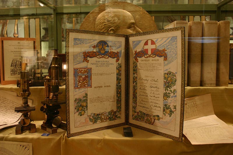Nobel Prize certificate awarded to Camillo Golgi in 1906, in the Sala Golgi, University of Pavia History Museum (Museo per la Storia dell'Università, Pavia)