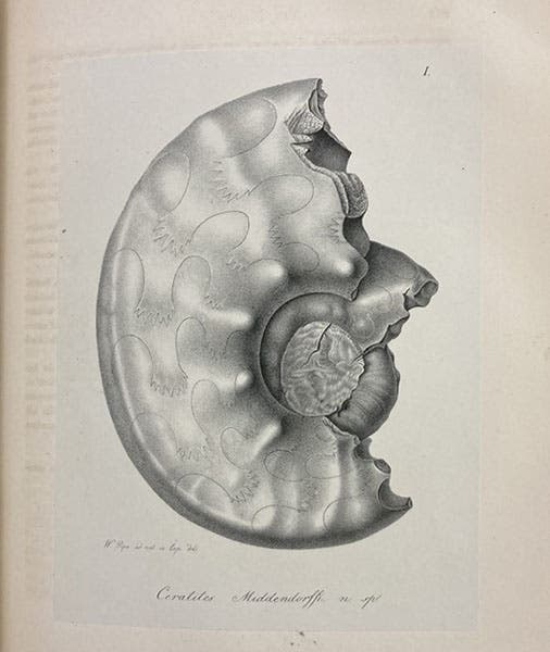 Fossil ammonite found in Taymyr Peninsula, Siberia, lithograph in Reise in den äussersten Norden und Osten Sibiriens während der Jahre 1843 und 1844, by Alexander von Middendorff, vol. 1, pt. 1, plate 1, 1847 (Linda Hall Library)