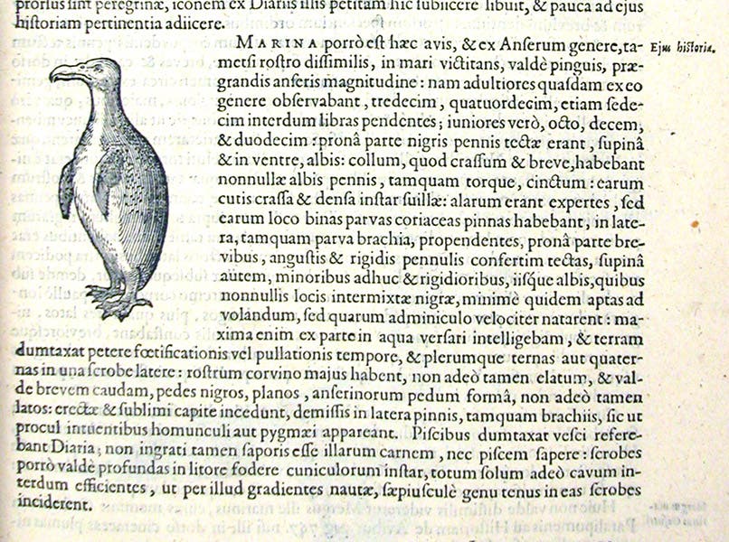 Penguin, from southern hemisphere, woodcut, Exoticorum libri decem, by Carolus Clusius, p. 101, 1605 (Linda Hall Library)