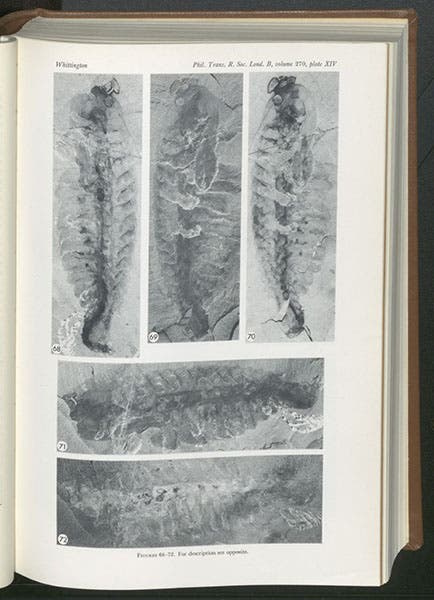 Five fossilized specimens of Opabinia from the Burgess Shale, photographs, Harry Whittington, “The enigmatic animal Opabinia regalis…,” Philosophical Transactions of the Royal Society of London, ser. B, vol. 271, 1875 (Linda Hall Library)
