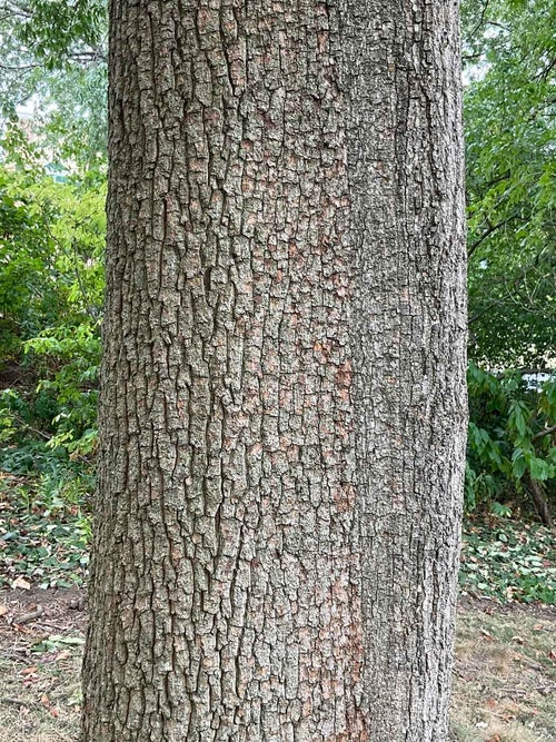 Sawtooth Oak bark