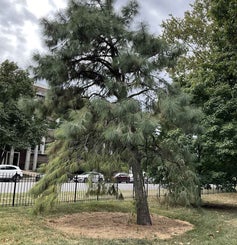 Yellow Pine, Ponderosa Pine summer