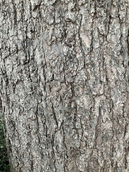 Common Catalpa bark