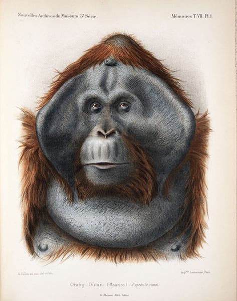 Maurice the orangutan, at the Paris menagerie, hand-colored lithograph by Adolphe Millot, in Nouvelles Archives du Muséum d’Histoire Naturelle, ser. 3, vol. 7, 1895 (Linda Hall Library)