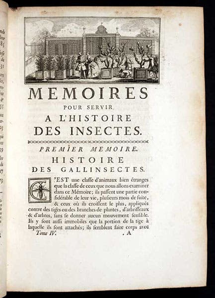 First page of text, vol. 1, with headpiece at top depicting prickly-pear display at the Paris Jardin des Planes, Mémoires pour servir a l'histoire des insectes, by Réne-Antoine Ferchault de Réaumur, 1736 (Linda Hall Library)