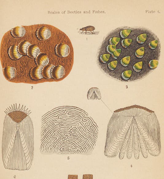 Scales of weevils and fish, detail of a colored wood engraving, Mary Ward, <i>The Microscope</i>, 3rd ed., 1869 (Linda Hall Library)