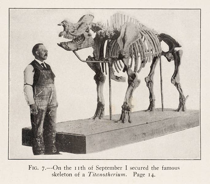 Charles H. Sternberg, standing next to a mounted Titantotherium that he discovered, in C.H. Sternberg, Hunting Dinosaurs in the Bad Lands of the Red Deer River, Alberta, Canada, 1917 (Linda Hall Library)