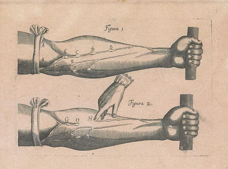 First engraving, figs 1 and 2, showing how blood can be swept out of the veins toward the heart, but not away from it, because of the one-way valves, in De motu cordis, by William Harvey, 1628, Smithsonian Institution Libraries (library.si.edu)