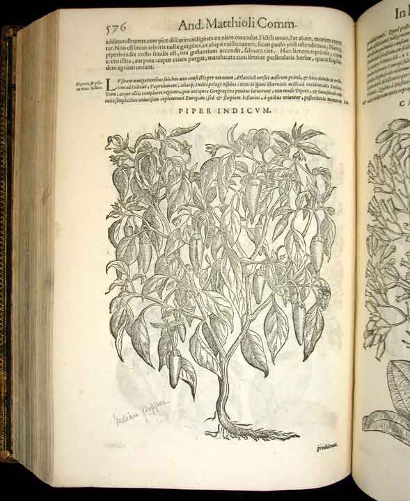 Indian pepper plant, woodcut by Giorgio Liberale and Wolfgang Meyerpeck, in Pietro Andrea Mattioli, Commentarii in sex libros Pedacii Dioscoridis Anazarbei De medica materia, 1565 (Linda Hall Library)