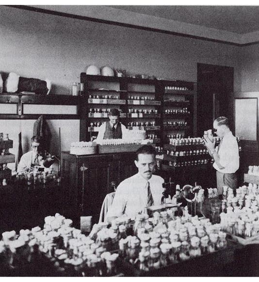 The Fly Room at UT-Austin; Muller is at the right, with loupe (Lilly Library, Indiana University)
