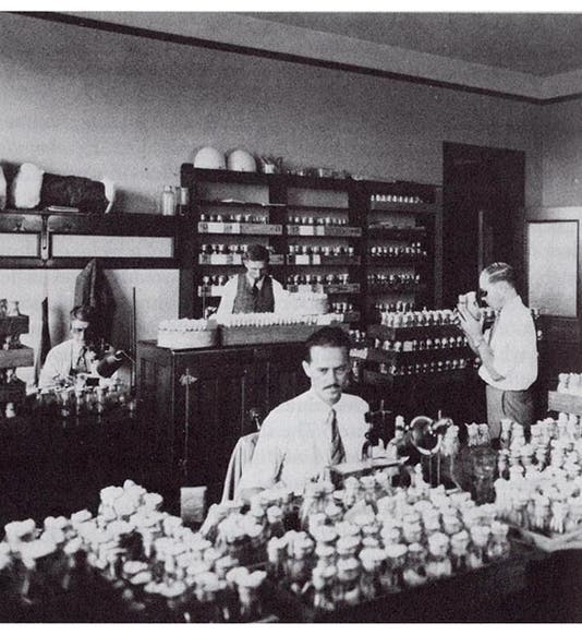 The Fly Room at UT-Austin; Muller is at the right, with loupe (Lilly Library, Indiana University)
