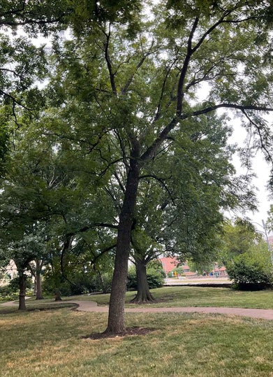 Black Walnut summer