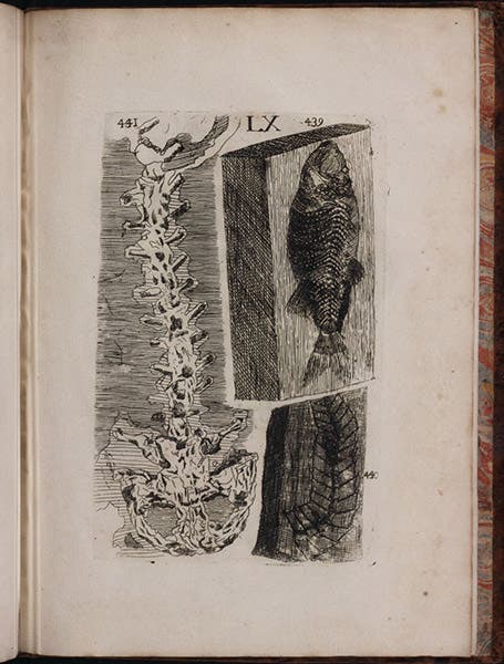 The famous fossil of Johann J. Scheuchzer, Homo diluvii testis (the human witness of the Flood), Traité des petrifications, by Louis Bourguet, plate 60, 1742 (Linda Hall Library)
