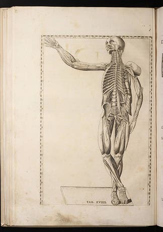 Anatomical plate no. 19, copperplate engraving, Bartolomeo Eustachi, <i>Tabulae anatomicae</i>, 1728 (Linda Hall Library)