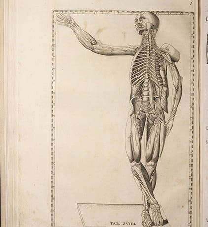 Anatomical plate no. 19, copperplate engraving, Bartolomeo Eustachi, <i>Tabulae anatomicae</i>, 1728 (Linda Hall Library)