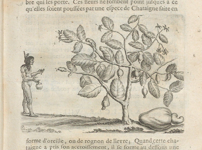 Cashew tree, with apple and nut correctly depicted, engraving, Charles de Rochefort, Histoire naturelle et morale des iles Antilles de l'Amerique, 1658 (Linda Hall Library)