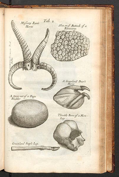 Muscovy ram’s horns, skin of a rhinoceros buttock, horns and leg of a Greenland deer, engraved plate, from Nehemiah Grew, Musaeum regalis societatis, 1681 (Linda Hall Library)