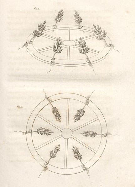 Effects of centrifugal force on seedings, engraving, Elements of Agricultural Chemistry, in a Course of Lectures for the Board of Agriculture, by Humphry Davy, figs. 1-2, foll p. 30, 1813 (Linda Hall Library)