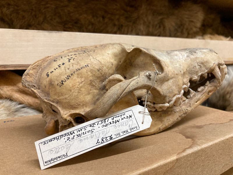 A skull of Canis latrans (coyote) caught in Santa Fe in 1851 by Samuel W. Woodhouse, in the collection of the Academy of Natural Sciences of Drexel University, Philadelphia (photo courtesy of Robert M. Peck, curator and senior fellow)