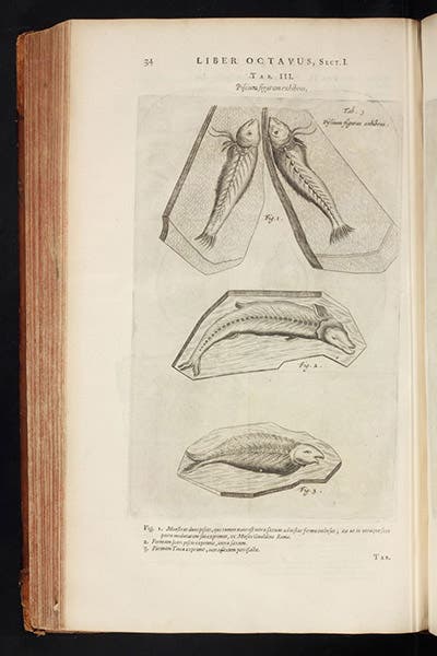 Fossilized fish, text engraving, Athanasius Kircher, Mundus subterraneus, vol. 2, 1665 (Linda Hall Library)
