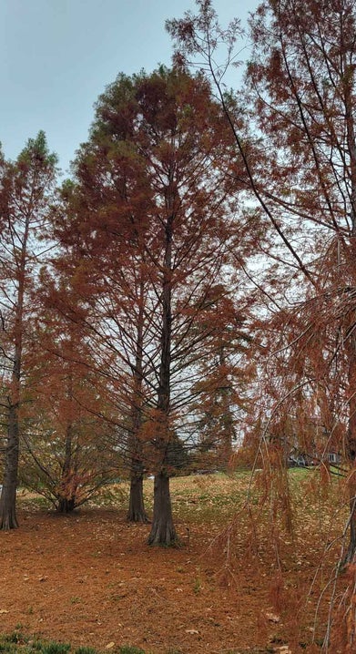 Baldcypress fall