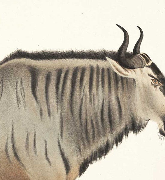 Detail of a wildebeest, hand-colored lithograph by Gerald H. Ford, in Andrew Smith, <i>Illustrations of the Zoology of South Africa, vol. 1: Mammalia</i>, 1838 (Linda Hall Library)