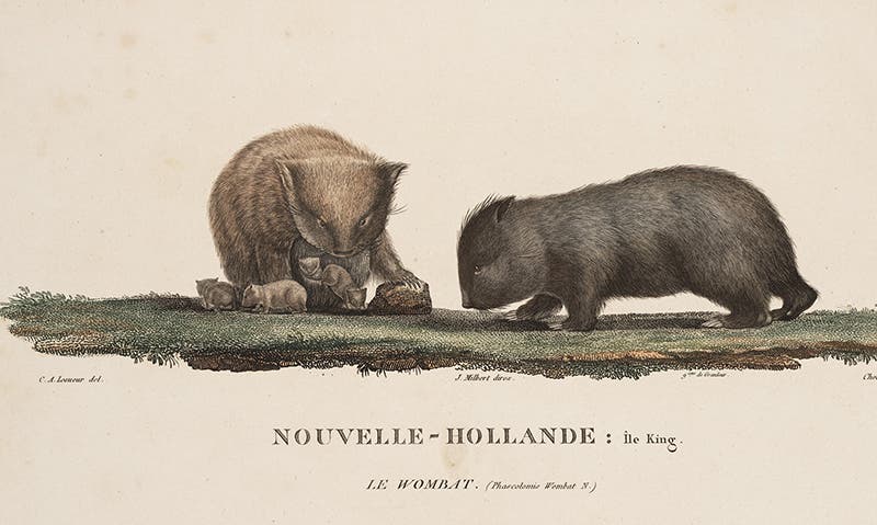 Two wombats, detail of second image (Linda Hall Library)