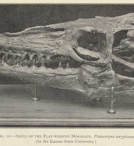 Skull of the flat-wristed mosasaur, Platecarpus coryphaeus, in The Life of a Fossil Hunter, by Charles H. Sternberg, 1909 (author’s collection)