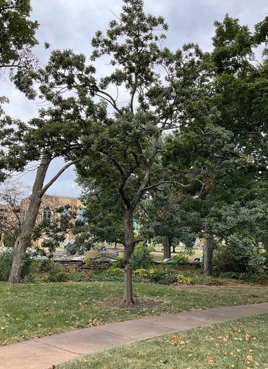 Faxon Oak summer
