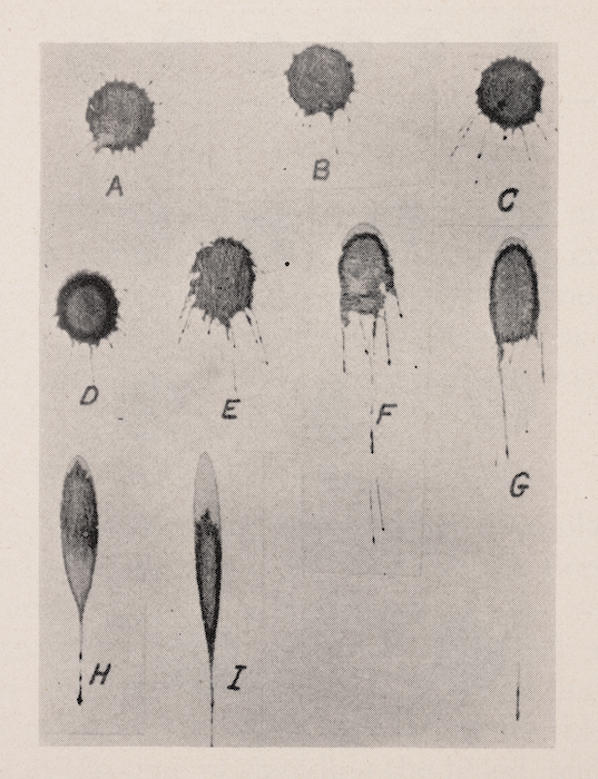The effect of angle on blood splatter. The image shows blood dropped from a height of three feet at A-90 degrees, B-80, C-70, D-60, E-50, F-40, G-30, H-20, and I-10. Image source: Kirk, Paul. Crime Investigation: Physical Evidence and the Police Laboratory. Interscience, 1953. View Source