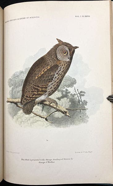 Kennicott’s Owl (Scops Kennicotti), drawing by Edwin Sheppard, Transactions of the Chicago Academy of Sciences, vol. 1, plate 27, 1867-69 (Linda Hall Library)