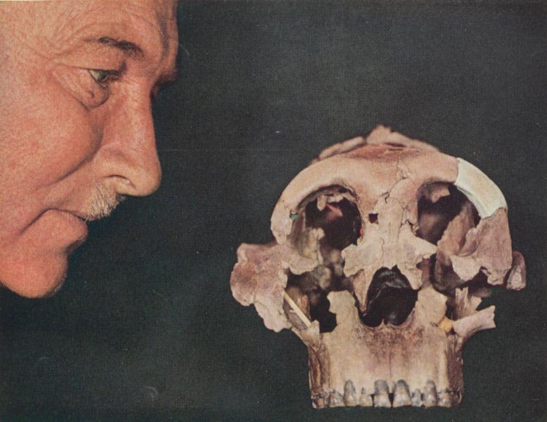 Louis Leakey contemplating the reconstructed skull of Zinjanthropus boisei, National Geographic, September 1960 issue (Linda Hall Library)