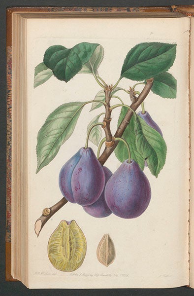 “Imperatrice plum”, drawn by Augusta Withers, engraved by W. Clark and S. Watts, in John Lindley, Pomologia Britannica, 1841 (Linda Hall Library)