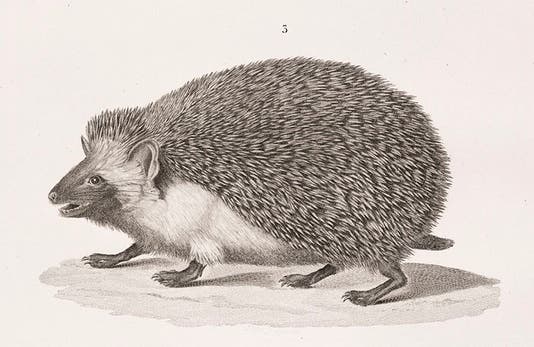 Hedgehog, <i>Description de l’Égypte</i>, 1809-28 (Linda Hall Library)