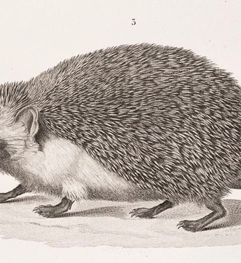 Hedgehog, <i>Description de l’Égypte</i>, 1809-28 (Linda Hall Library)