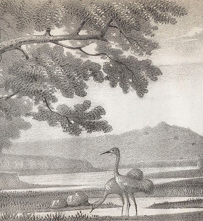 Bosque del Apache, with sand-hilll cranes, lithograph from a drawing by James Abert, in W.H. Emory, <i>Notes of a Military Reconnaisance</i>, 1848 (Linda Hall Library)