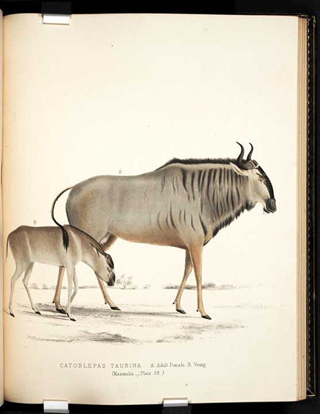 Catoblepas taurina, the blue wildebeest (now Connochaetes taurinus), Andrew Smith, Illustrations of the Zoology of South Africa: Mammalia, 1849 (Linda Hall Library)