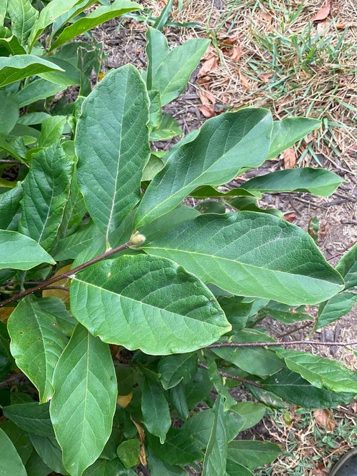 Betty Magnolia leaf