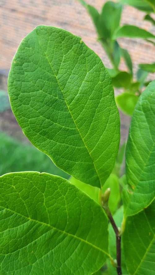 Merrill Magnolia leaf