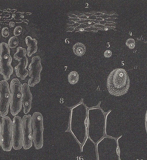 Plants cells with nuclei, detail of an engraving accompanying Matthias Schleiden, "Beiträge zur Phytogenesis", <i>Müller's Archiv</i>, vol. 5, 1838 (Linda Hall Library)