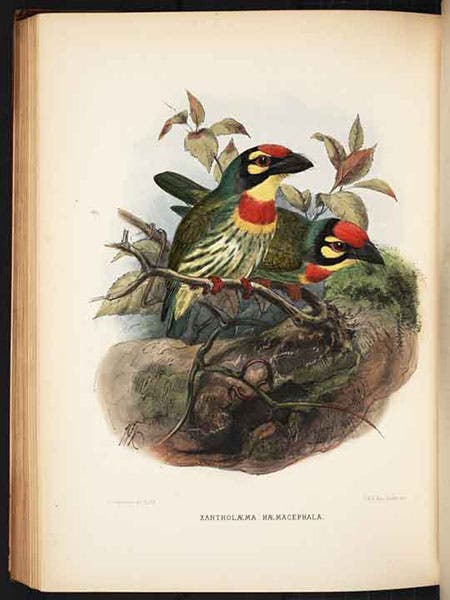 Coppersmith or crimson-breasted barbets, hand-colored lithograph by J.G. Keulemans, in A Monograph of the Capitonidae, or Scansorial Barbets, by Charles H.T. Marshall and George F.L. Marshall, 1870 (Linda Hall Library)