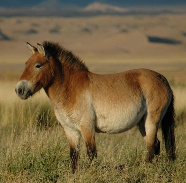 Reintroduced Przhevalsky’s horse, Khar Us Nuur National Park, Mongolia, modern photograph (Wikimedia commons)