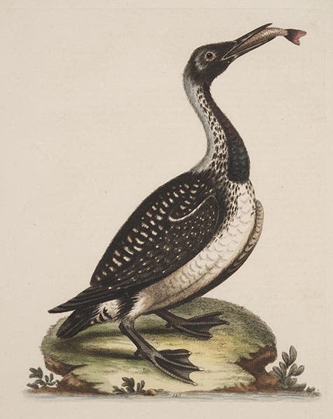 Speckled diver [loon], hand-colored etching, A Natural History of Birds, by George Edwards, vol. 3, pl. 146, 1750, University of Wisconsin-Madison Libraries (search.library.wisc.edu